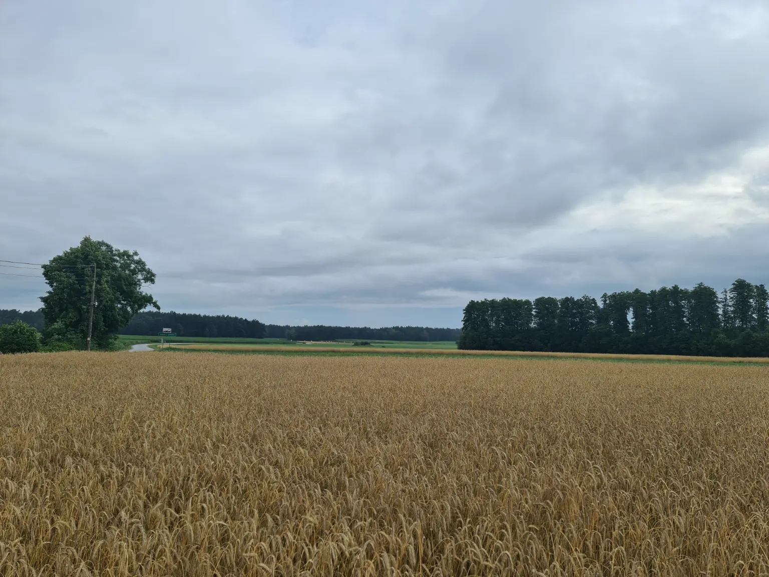 Blisko pól i lasów